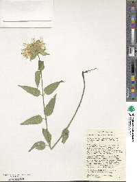 Monarda luteola image