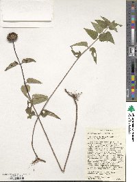 Monarda luteola image