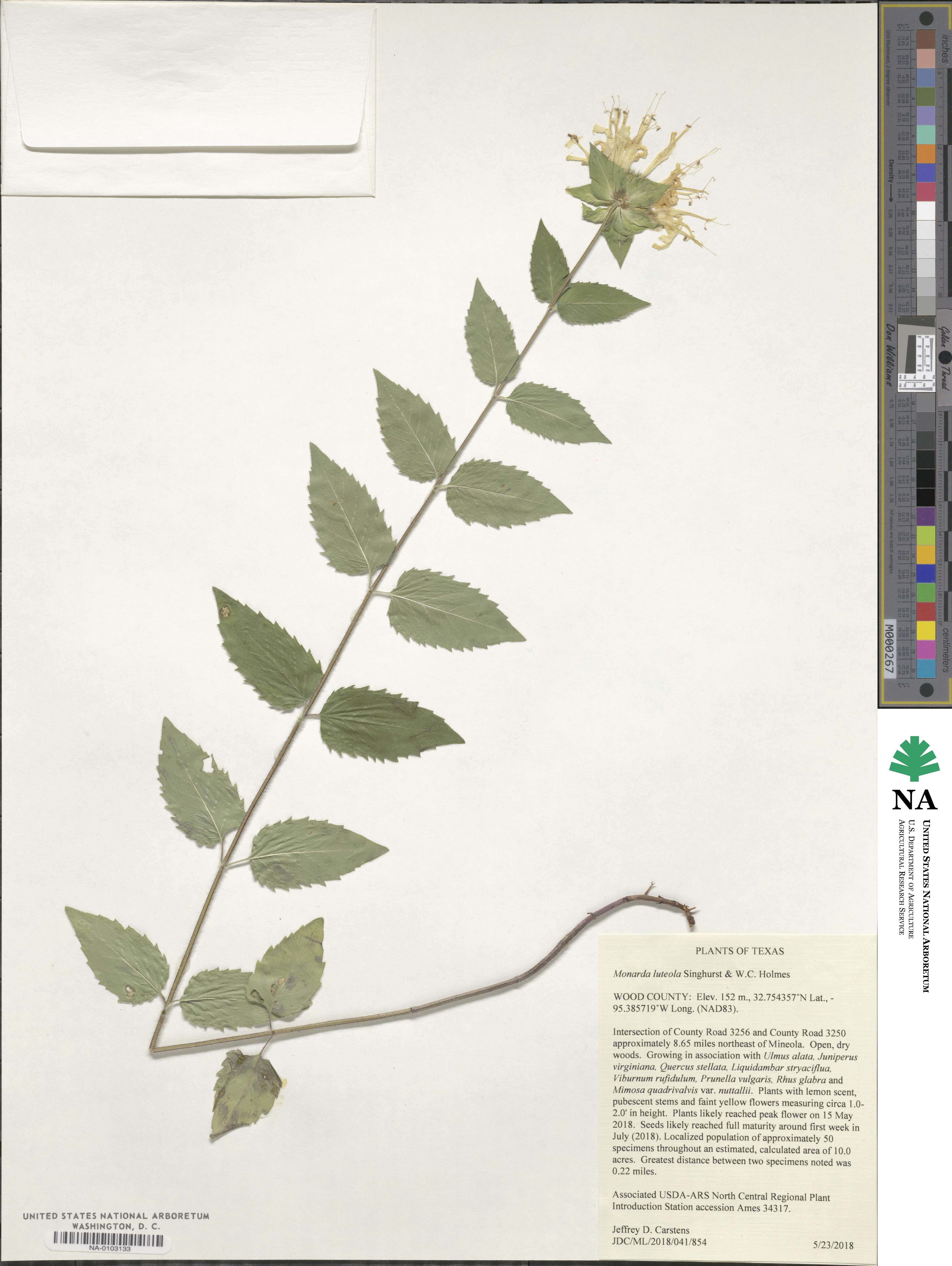 Monarda luteola image