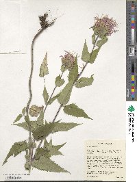 Monarda fistulosa image