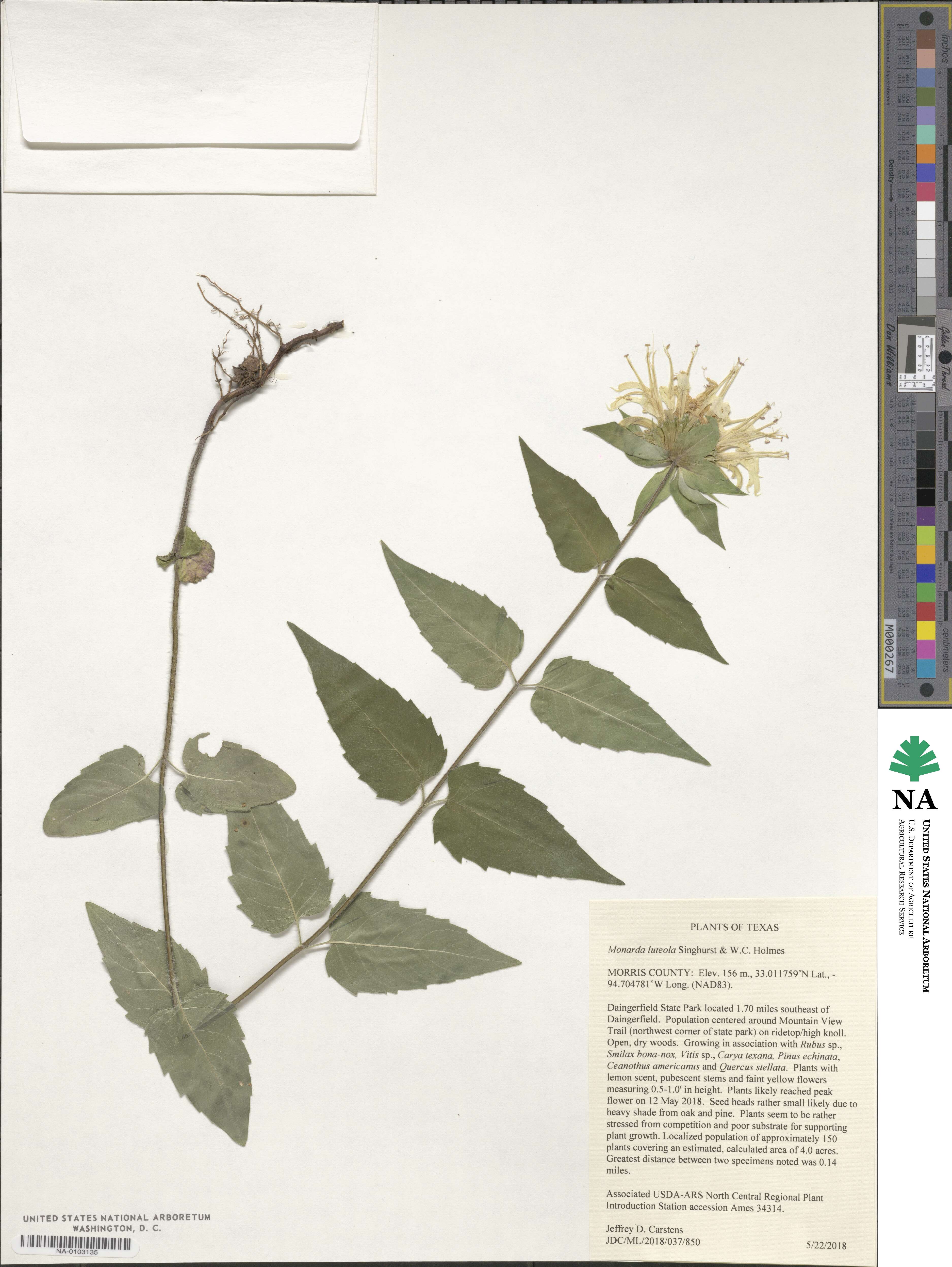 Monarda luteola image