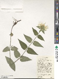 Monarda luteola image