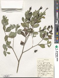 Baptisia nuttalliana image