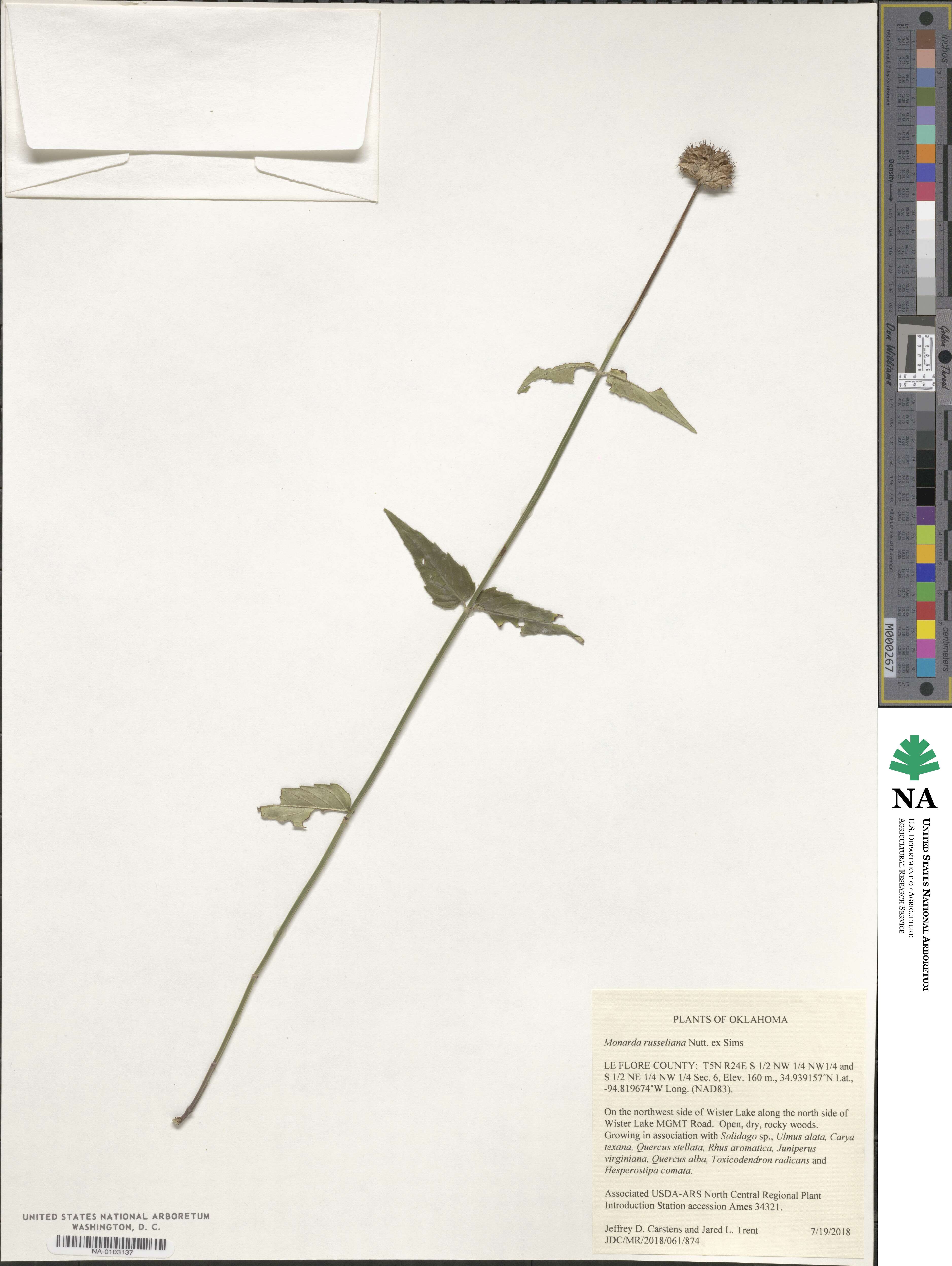 Monarda russeliana image