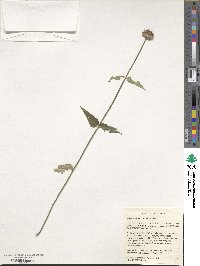 Monarda russeliana image