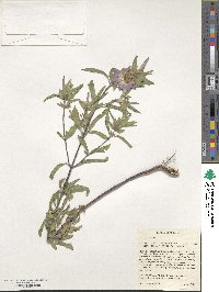 Monarda punctata image