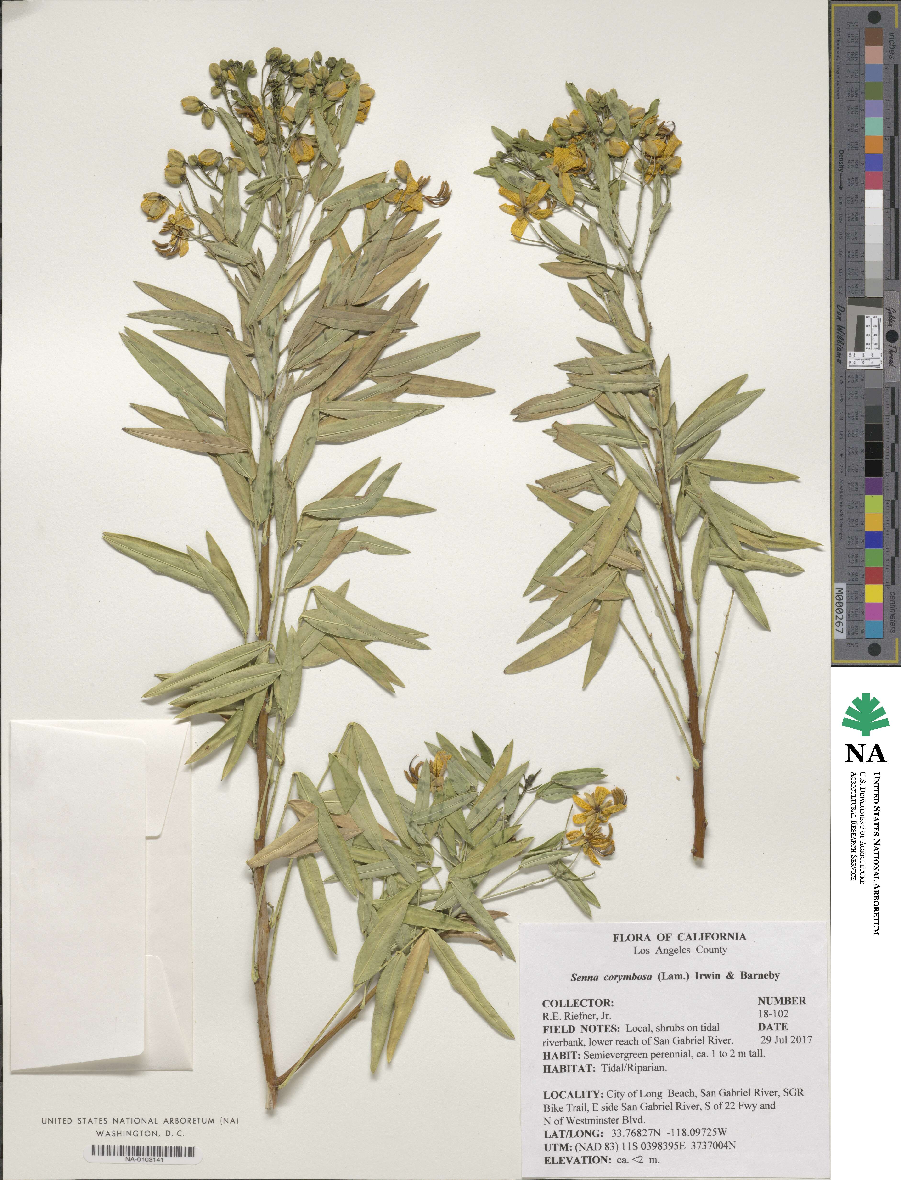 Senna corymbosa image