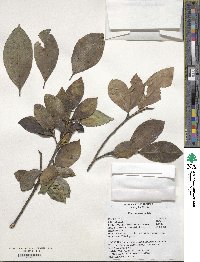 Ficus microcarpa image