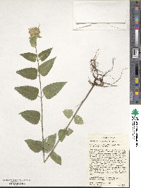 Monarda luteola image