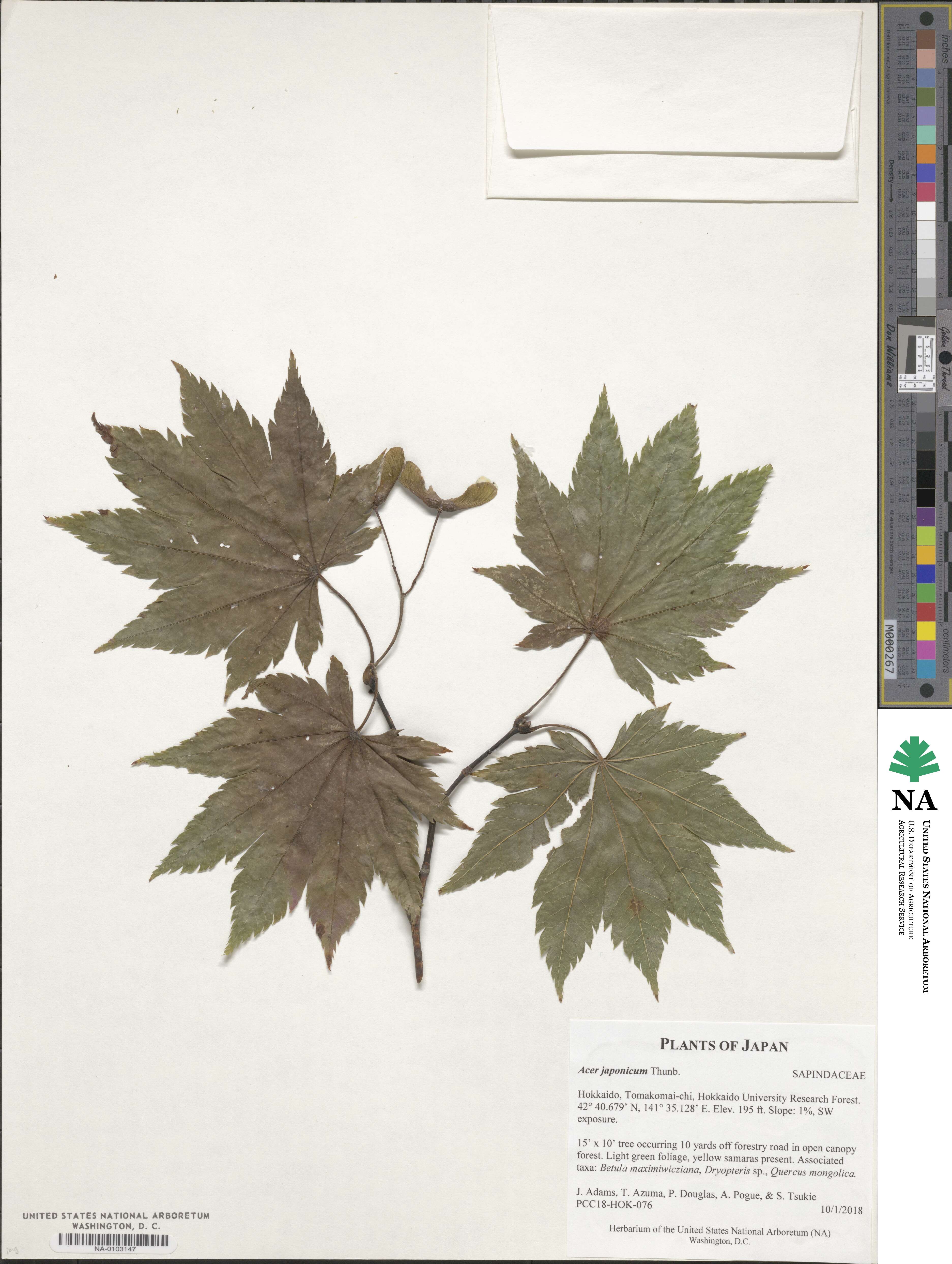 Acer japonicum image