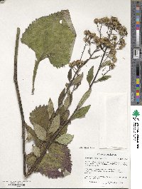 Aster scaber image