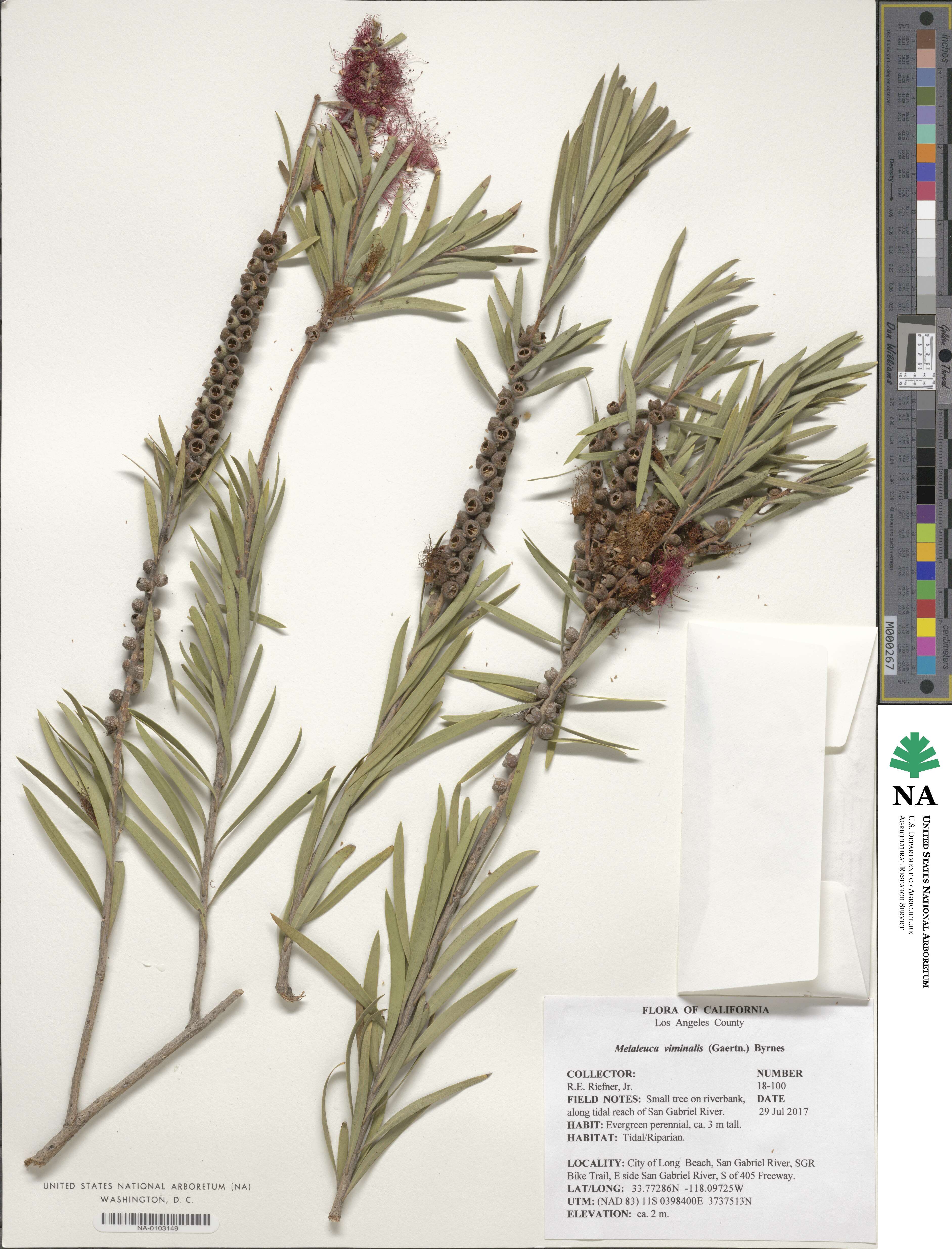 Callistemon viminalis subsp. viminalis image