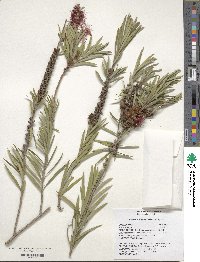 Callistemon viminalis image