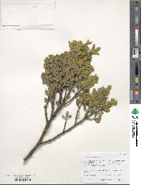 Phoradendron coryae image