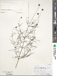 Coreopsis tinctoria image