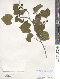 Vitis rotundifolia image