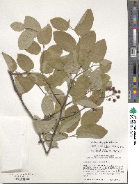 Amelanchier arborea image