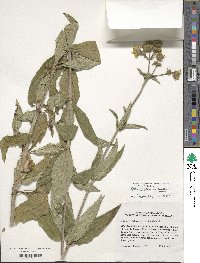 Silphium asteriscus var. trifoliatum image