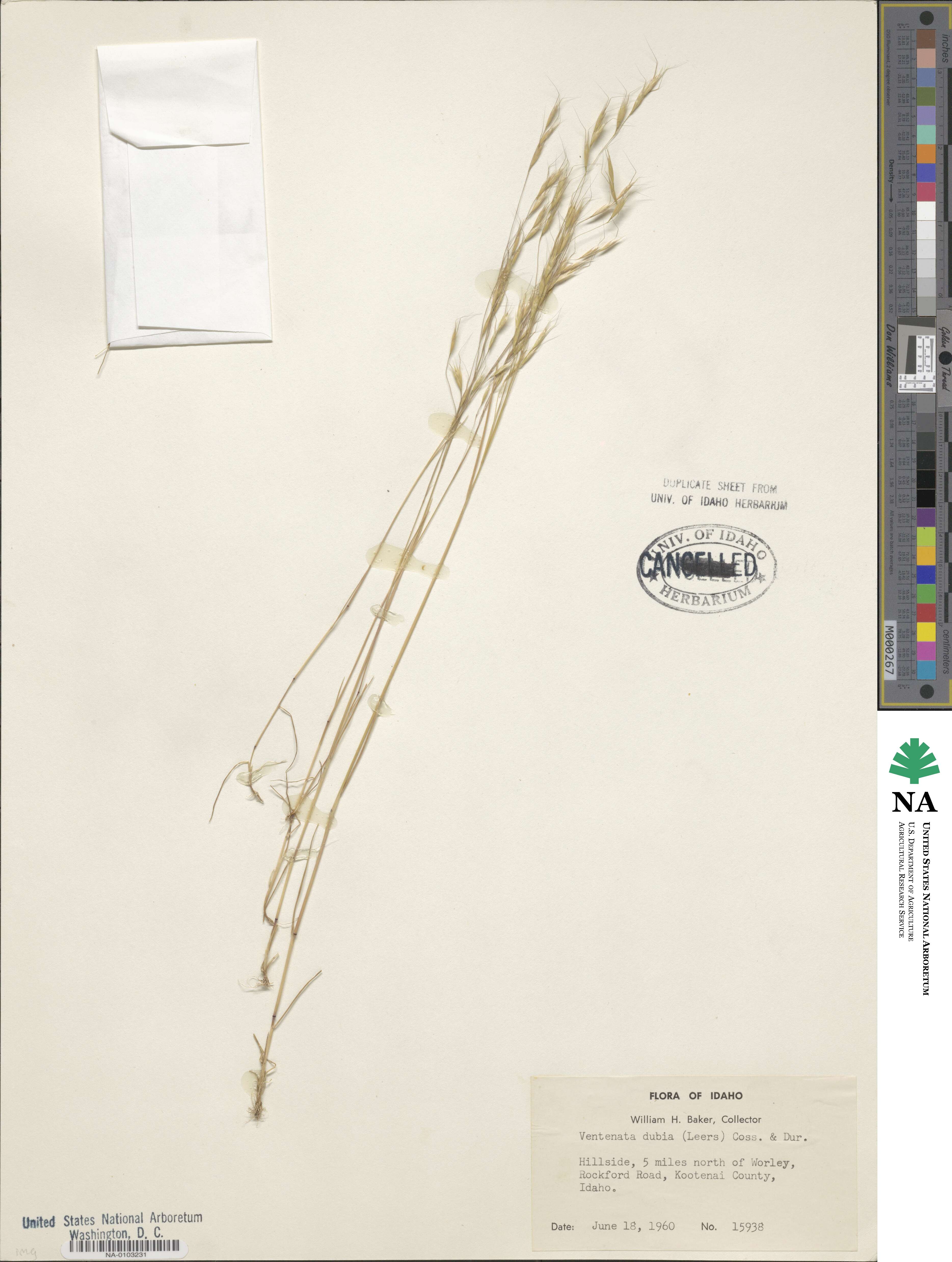 Ventenata dubia image