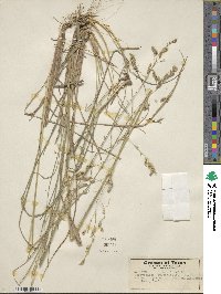 Vaseyochloa multinervosa image