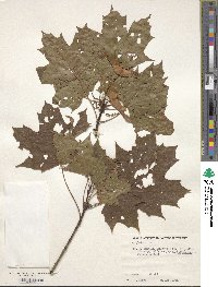 Acer platanoides image