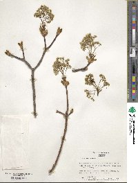 Acer platanoides image