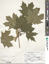 Acer platanoides image