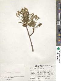 Acer platanoides image