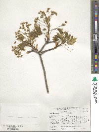 Acer platanoides image