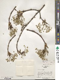 Acer platanoides image