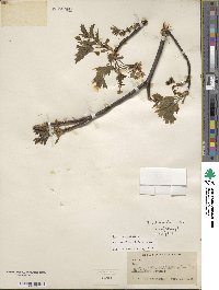 Acer platanoides image