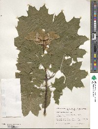 Acer platanoides image