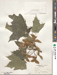 Acer platanoides image