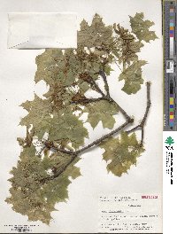 Acer platanoides image