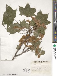 Acer platanoides image