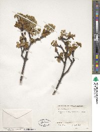 Acer platanoides image