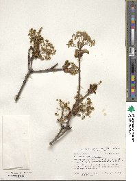 Acer platanoides image