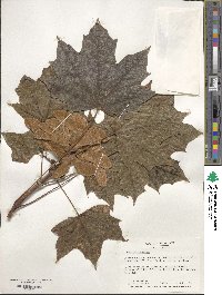 Acer platanoides image