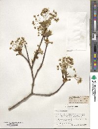 Acer platanoides image