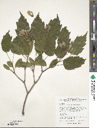 Acer tataricum image