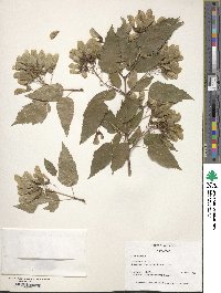 Acer tataricum image