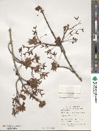 Acer rubrum image