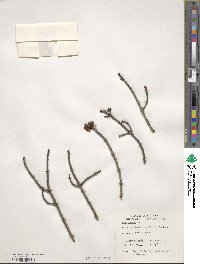 Acer rubrum image