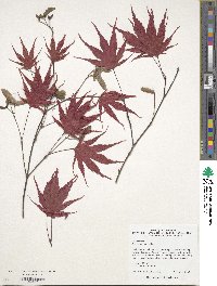 Acer palmatum image