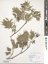 Acer japonicum image