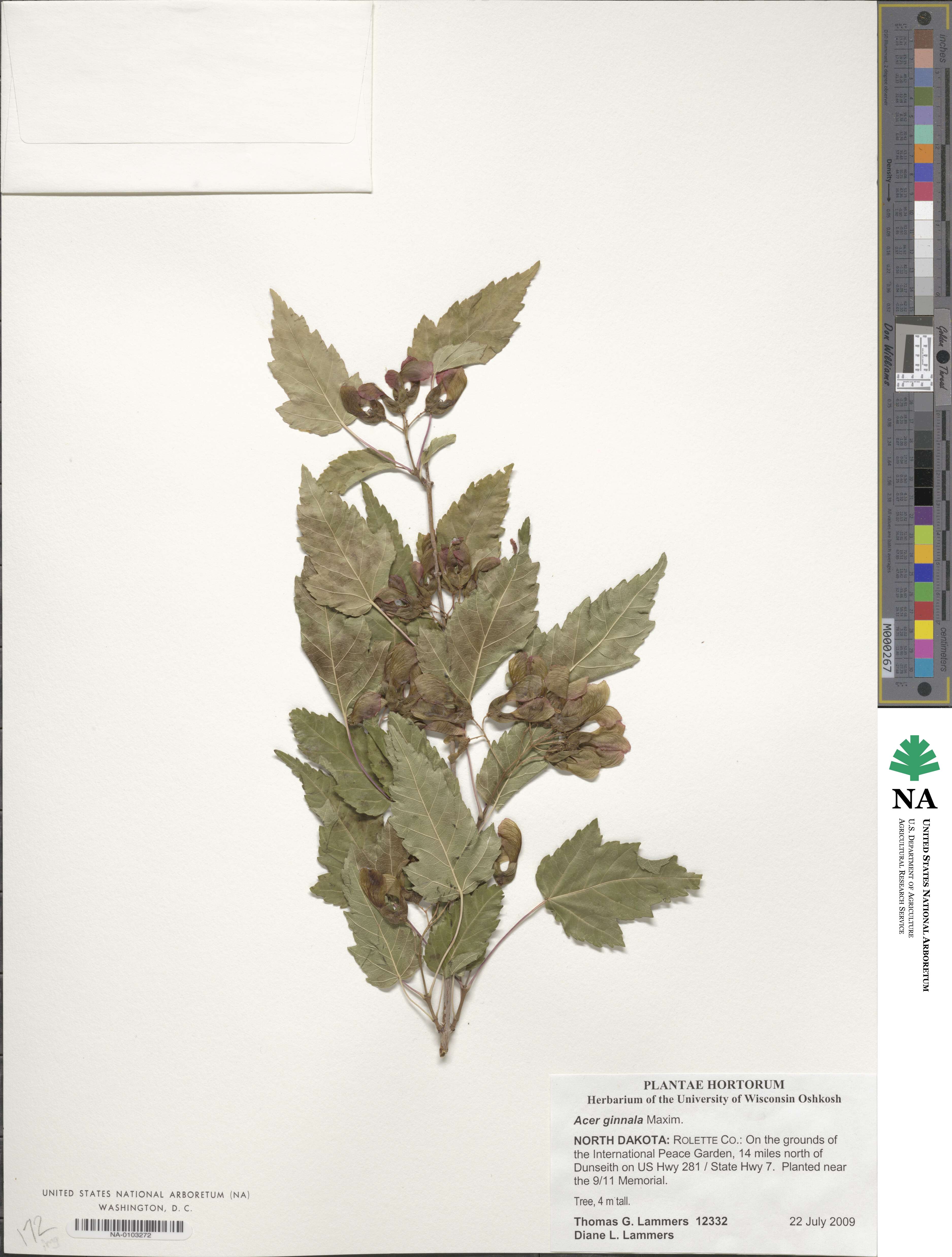 Acer tataricum image