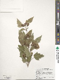 Acer tataricum subsp. ginnala image