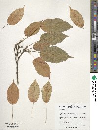 Acer davidii image