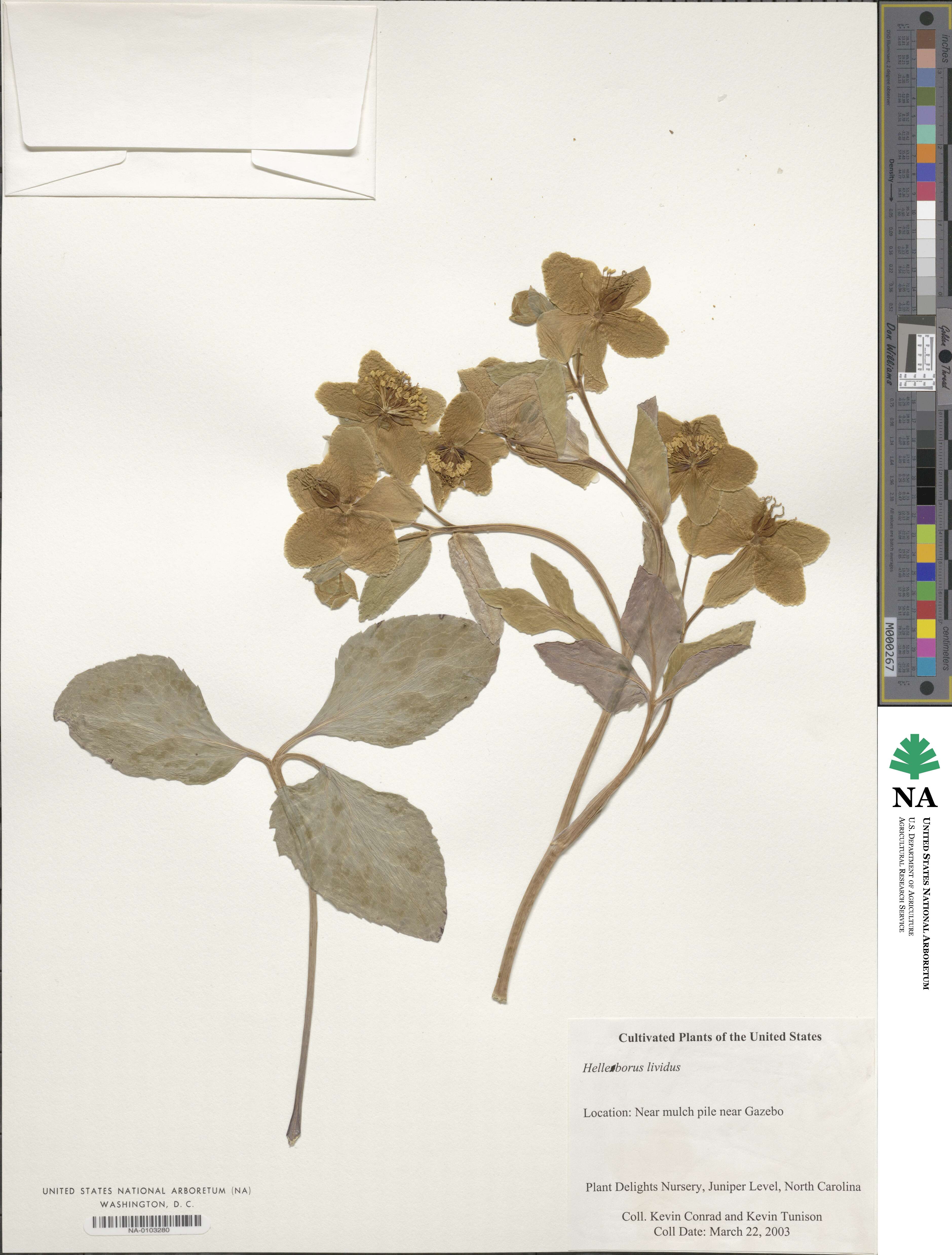 Helleborus lividus image