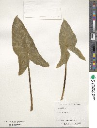 Arum italicum image